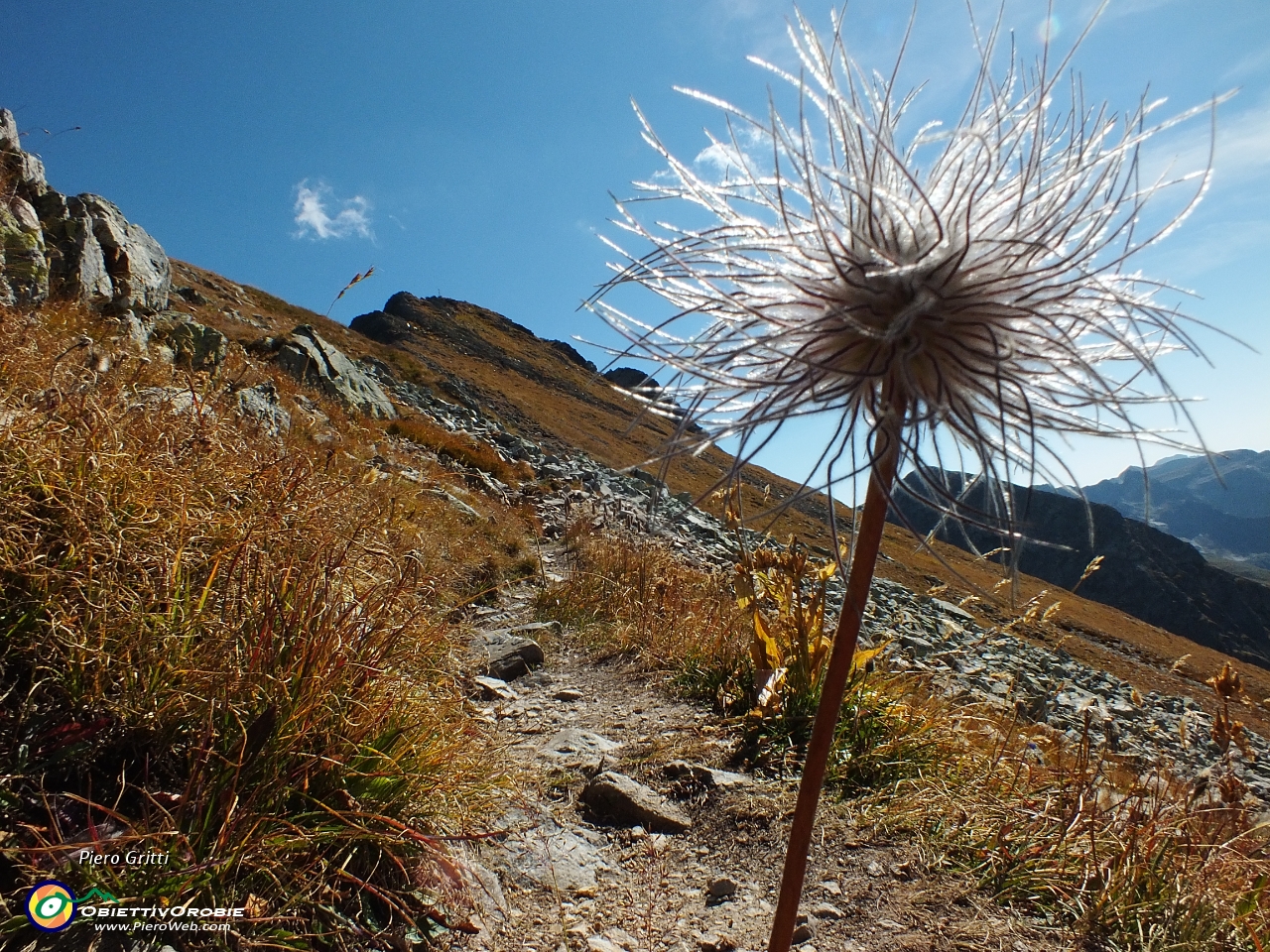 47 Pulsatilla alpina sfiorita con vista in Pizzo Zerna.JPG
